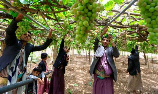 اقتلاع شجرة العنب واستبدالها بالقات في مناطق الحوثيين