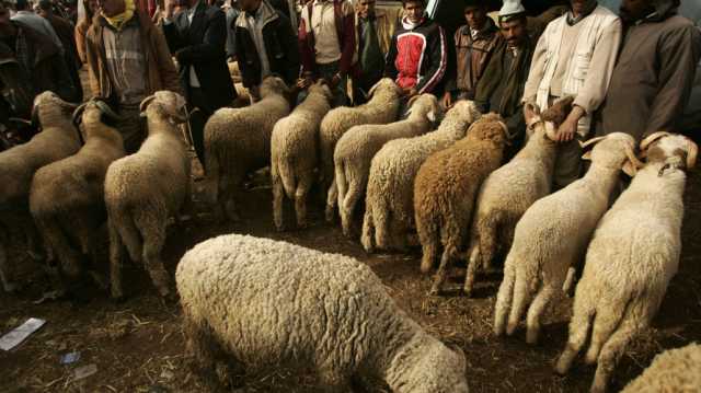 بعد خطوة الصين تجاه العراق.. ما هو مرض اللسان الأزرق؟