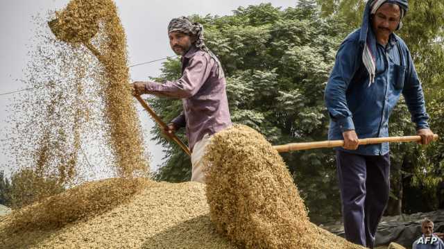 بعد قيود تصدير فرضتها الهند.. سعر الأرز في أعلى مستوياته منذ 15 عاما 