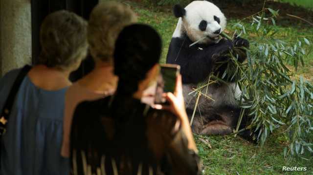 دبلوماسية الباندا.. هل تحوّل الصين الدب اللطيف إلى سلاح سياسي؟