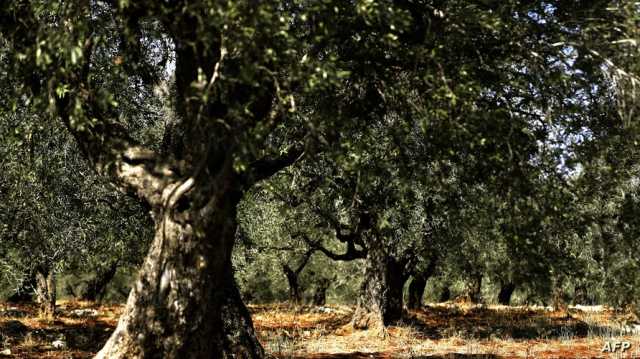 دراسة: أقدم أشجار الزيتون في العالم قد تكون في شمال لبنان