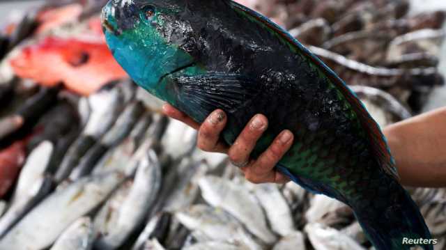 حقيقة صورة إتلاف أسماك بسبب حملة خليه يعفن في مصر