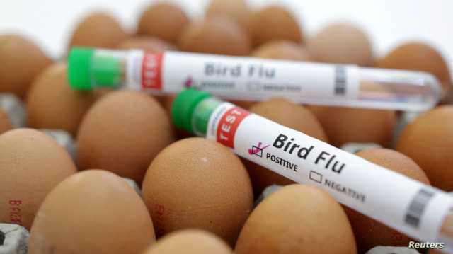 قلق من تزايد انتشار إنفلونزا الطيور بين البشر