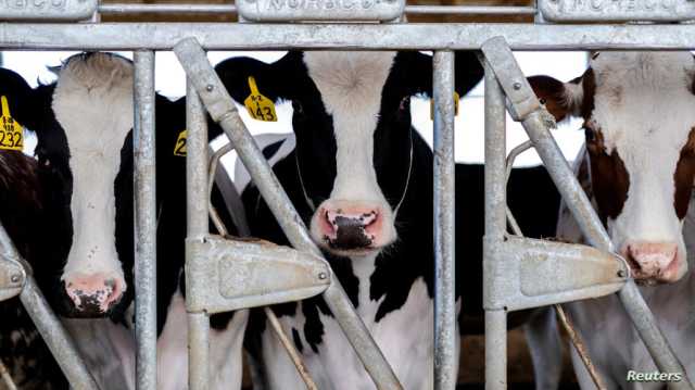 انتشار أنفلونزا الطيور في الأبقار.. دراسة تحاول حل اللغز