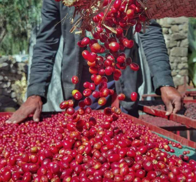 قرار كارثي للقضاء على البن اليمني .. مشروع حوثي خطير لاستيراد البن الأجنبي المهرب ”وثائق”