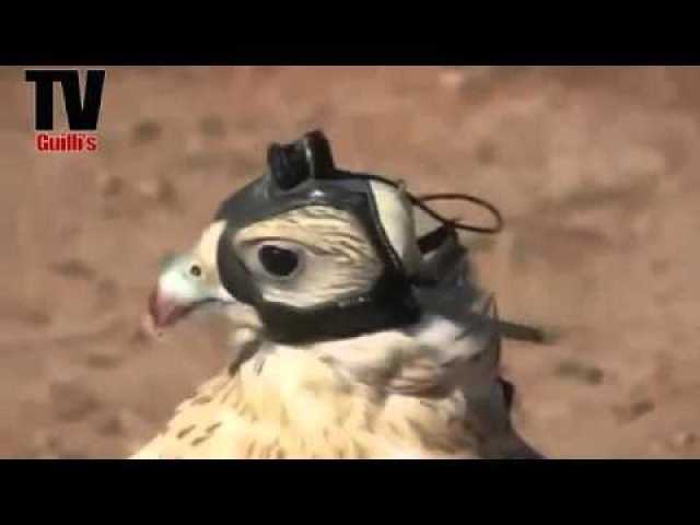 ”ادعاء مثير للجدل والسخرية: الميليشيات الحوثية تستخدم الطيور كجواسيس في البحر الأحمر!”