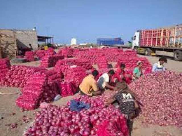 بعد ارتفاع اسعارة بالسوق المحلية...وزير الزراعة يصدر قرارا بوقف تصدير ”الذهب الأحمر”