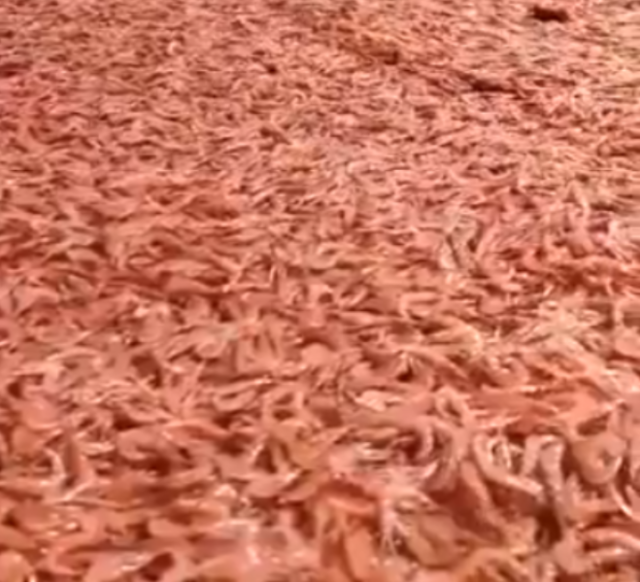 نفوق كميات كبيرة من أسماك الجمبري في سواحل حضرموت مع استمرار الهجمات الحوثية بخليج عدن ”فيديو”