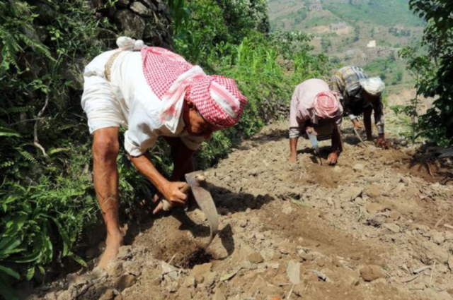 خطورة استيراد التجار الحوثيين للمبيدات القاتلة إلى مناطق سيطرة المليشيات