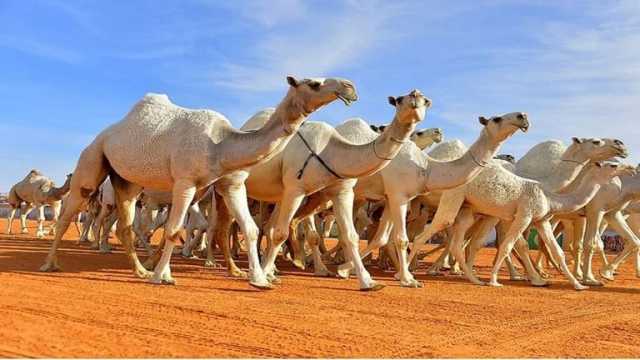 مسابقة المحالب «مغازر الإبل».. فعالية ضمن مهرجان شرورة الشتوي