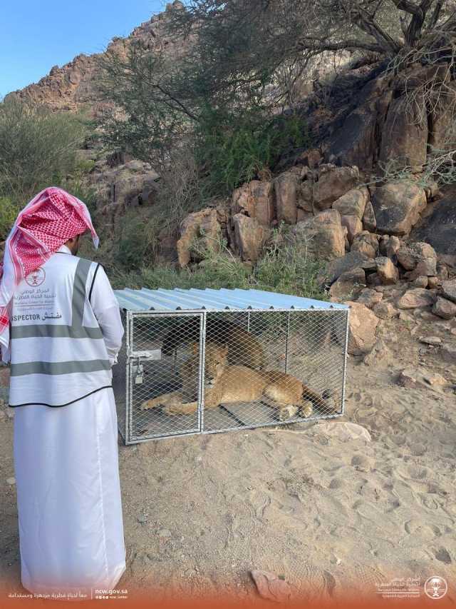 كائنات فطرية مفترسة في نجران.. والحياة الفطرية يتدخل