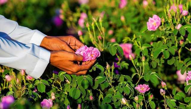 تسليم الأسمدة لمزراعي الورد الطائفي لإظهار التقنيات المحسنة