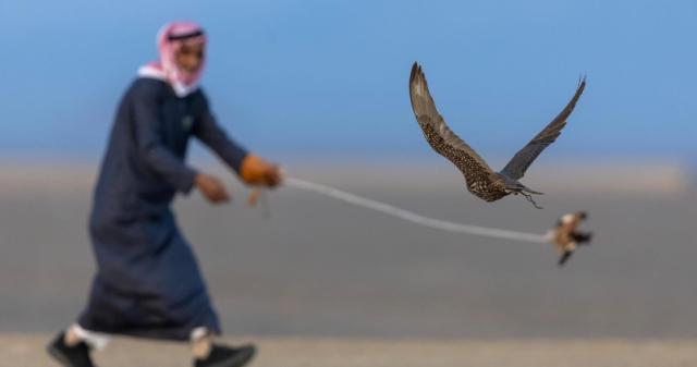 منافسات كأس العلا للصقور تحقق لقب الأسرع في «الملواح» خلال اليوم الثالث