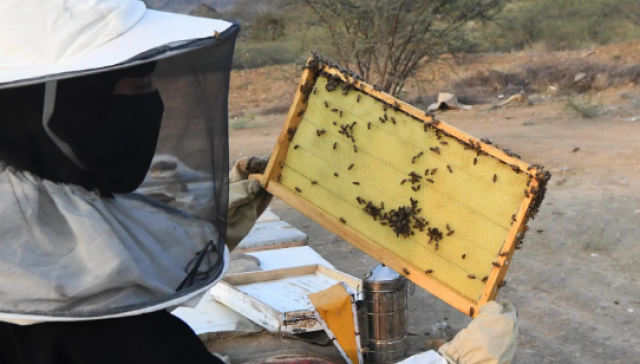 تربية النحل تستهوي سيدة في عسير وتصبح مصدرًا لرزقها