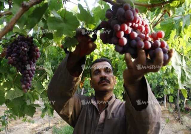 الكيلو وصل لـ150 جنيهًا| متى ستنخفض أسعار العنب؟.. نقيب الفلاحين يُجيب