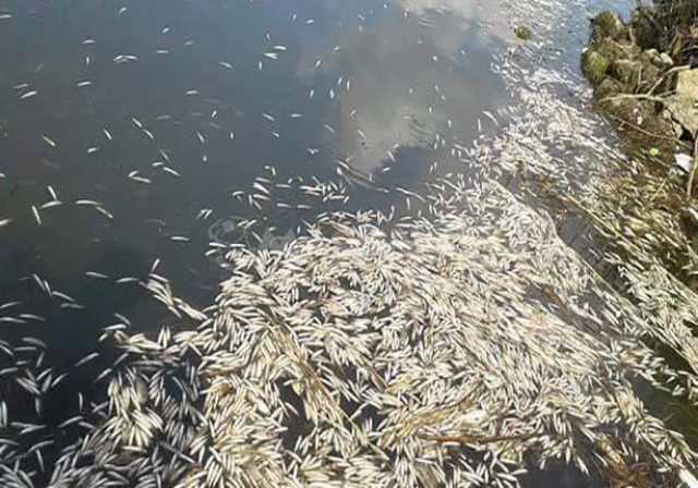 رئيس الثروة السمكية يكشف أسباب نفوق أسماك الإسكندرية