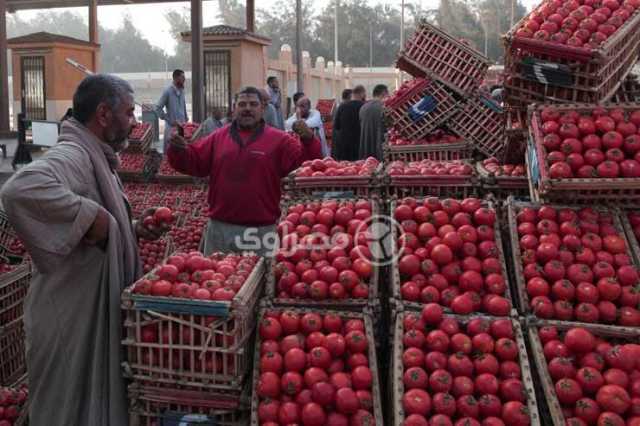 كيلو الطماطم بـ20 جنيها.. سبب ارتفاع الأسعار وموعد الانخفاض