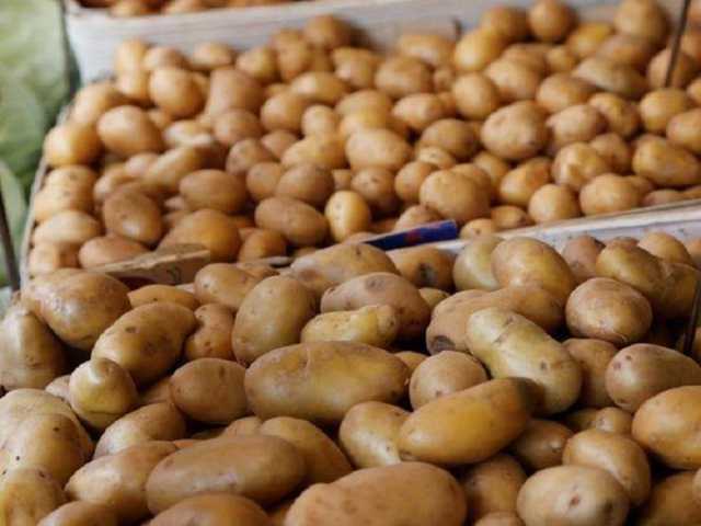 بعد تصديرها للمغرب.. هل سترتفع أسعار البطاطس بالأسواق؟ الزراعة تُجيب
