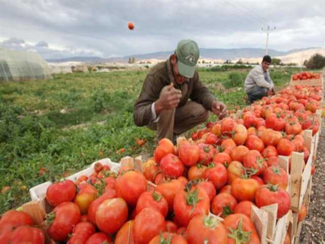 الزراعة: المنتجات المصرية ذات جودة عالية.. والأسواق العالمية تتعامل معنا