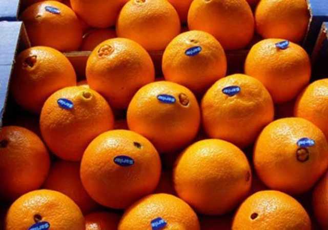الحجر الزراعي يعلن موعد بدء موسم تصدير البرتقال المصري