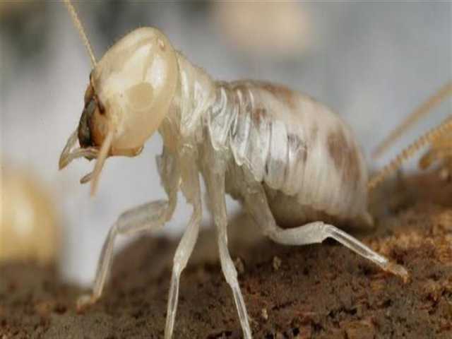 بعد قرارها توزيع مبيداته مجانًا.. الزراعة تكشف مخاطر النمل الأبيض
