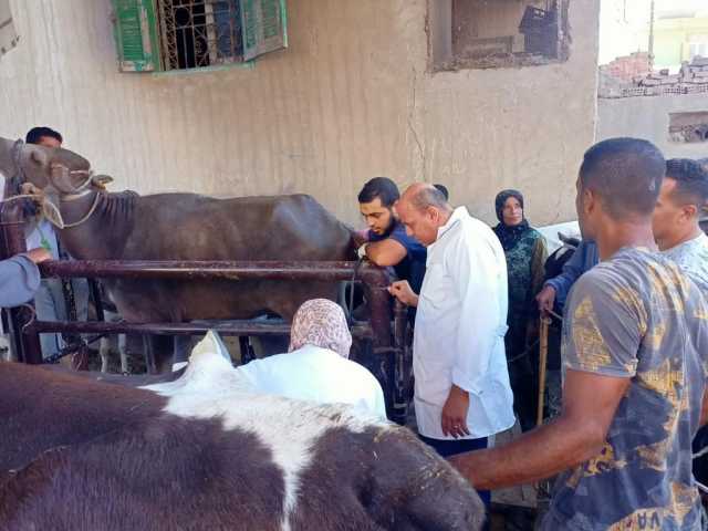 غدا.. إطلاق الحملة الثالثة لتحصين المواشي ضد الحمى القلاعية والوادي المتصدع