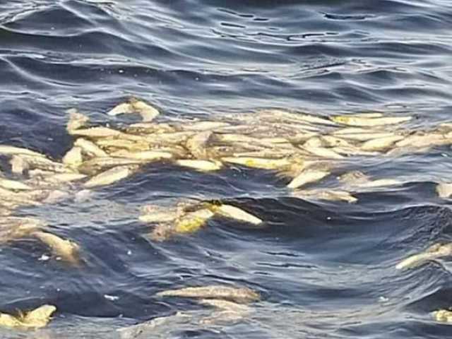 إجراء عاجل لـ الثروة السمكية بعد ظهور أسماك نافقة على سطح البحر بالإسكندرية