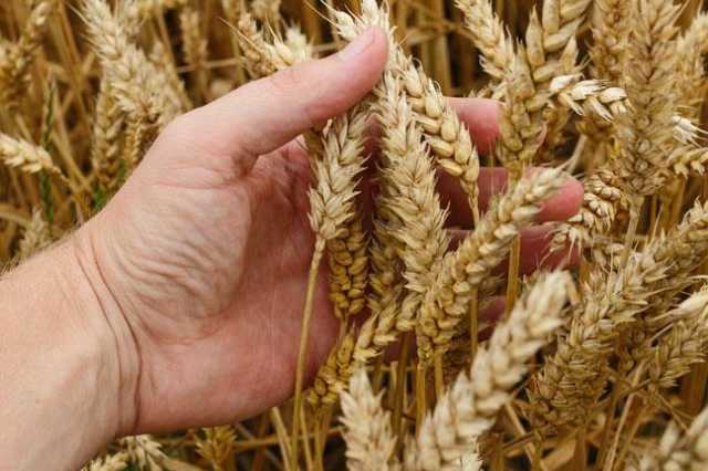 هيئة السلع التموينية تعلن عن ممارسة لاستيراد القمح