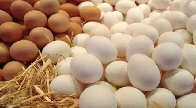 قبل عيد الفطر.. رئيس شعبة الدواجن يكشف توقعاته لأسعار البيض خلال الفترة المقبلة
