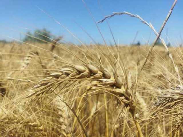 الزراعة تستعد لتطبيق الدورة الزراعية في القمح اعتبارا من الموسم المقبل