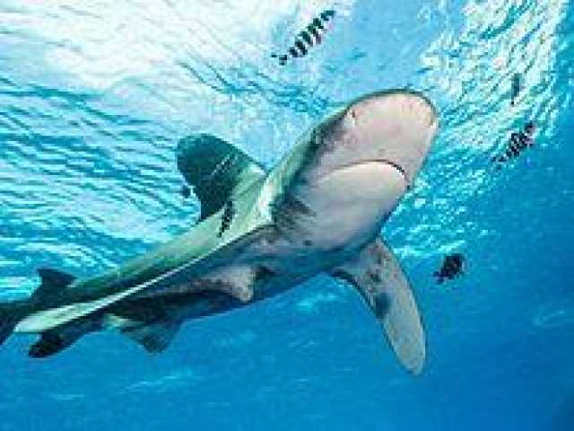 أستاذ تكنولوجيا حيوية يحذر من ظهور أسماك القرش بكثرة خلال الصيف المقبل