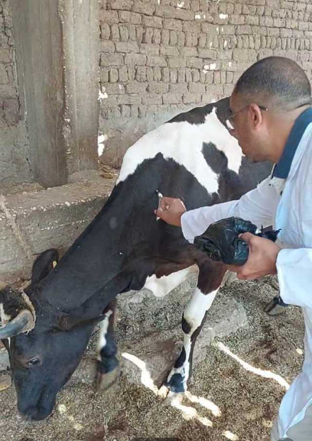 ينقل مرض النوم.. تعرف على مخاطر الذباب الصحراوي وطرق الوقاية منه