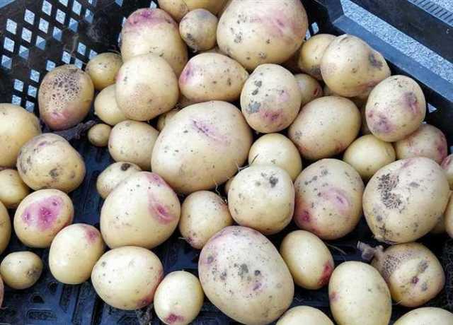 هل تحتوي البقع البنفسجية بحبات البطاطس على مواد سامة؟.. الزراعة تُجيب