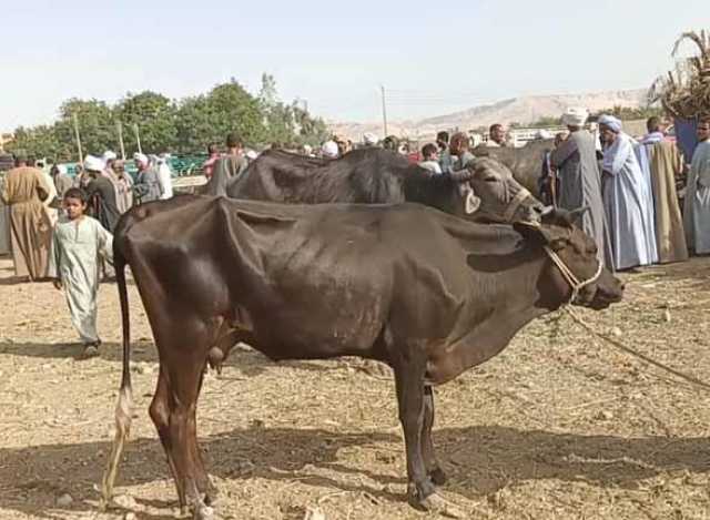 طرق غش الأضاحي.. البيطريين توجه نصائح مهمة للمواطنين قبل العيد