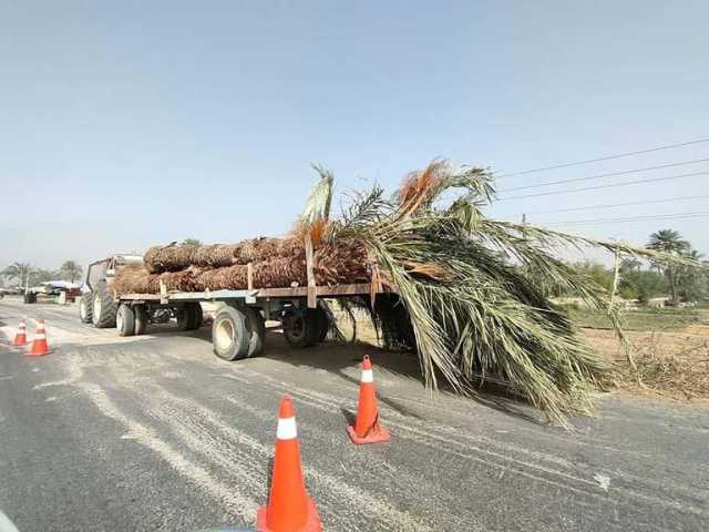 مصدر يكشف تحركات حكومية جديدة بشأن قطع الأشجار والمساحات الخضراء