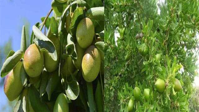 حقل تجربة لإستخلاص الزيوت من نبات جديد في محافظة المنيا - (تفاصيل)