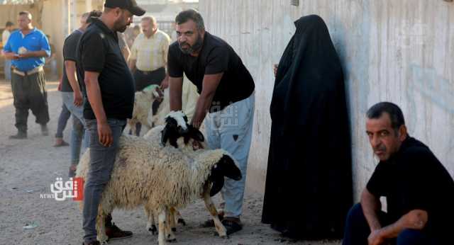 أضاحي العيد قد تفتك بالعراقيين.. ما الذي يجب علينا فعله؟: توضيحات ونصائح