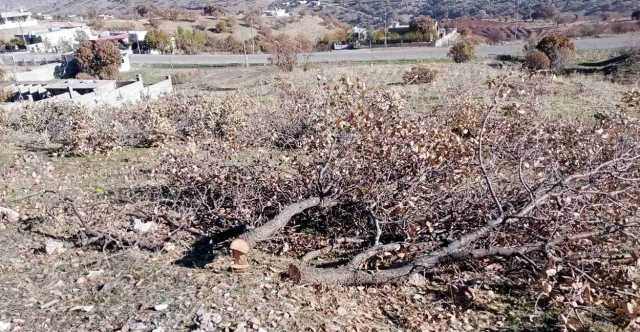 السليمانية ..شخص يرتكب مجزرة والضحية أكثر من 100 شجرة بأعمار مختلفة (صور)