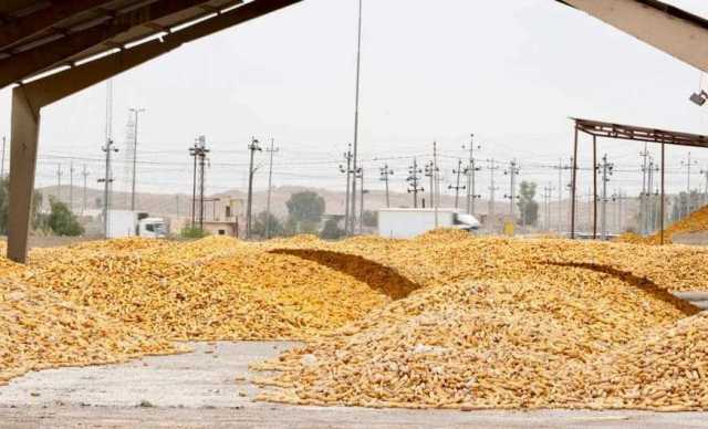 كركوك تنتج أكثر من 500 ألف طن من الذرة الصفراء