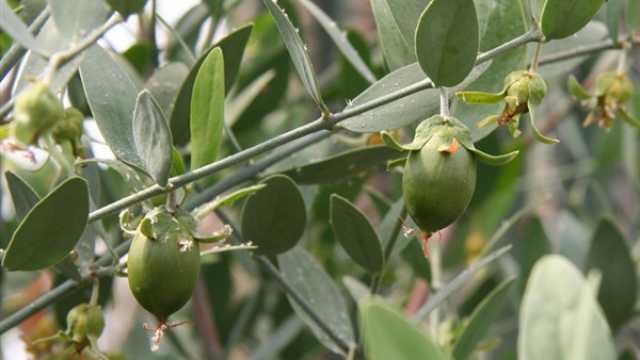 مليون شجرة (جوجوبا) في بادية السماوة