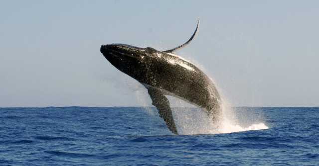 صندوق صوتي.. علماء يقتربون من حل اللغز الغامض لغناء الحيتان
