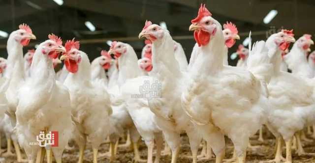هبوط مفاجئ بأسعار لحم الدجاج في السليمانية