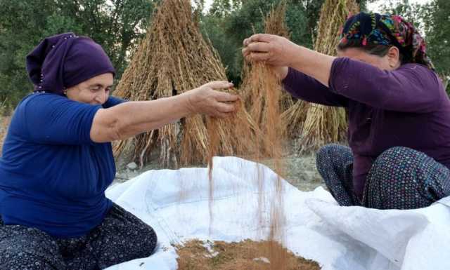 العراق يتفوق على الجميع في استيراد الحبوب التركية
