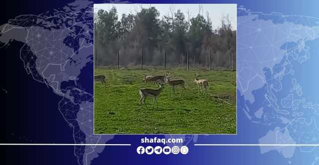 ثلاث ولادات جديدة لأجمل حيوان مهدد بالانقراض شمال كركوك.. صور وفيديو