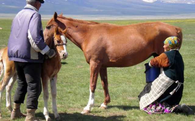 حليب الخيل يدخل عالم الآيس كريم بفوائد صحية وطعم جديد