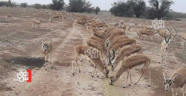 مناشدة عاجلة عبر شفق نيوز بشأن غزال الريم في ميسان (صور+ فيديو)