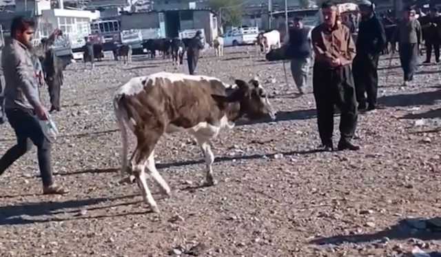 بقرة نادرة تثير دهشة سكان في إقليم كوردستان