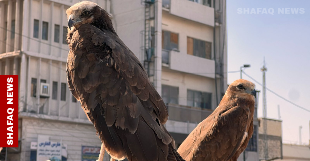 سوق الغزل.. مقبرة الطيور المهددة بالانقراض وسط غياب الرقابة (صور)