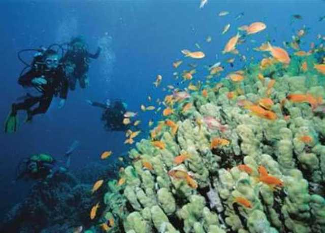 ارتفاع الحرارة يهدد حياة «الشعاب المرجانية» بالبحر الأحمر.. وخبراء: يؤثر على البيئة الطبيعية
