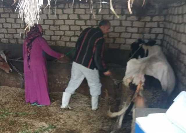 حملة لتحصين الماشية بشمال سيناء ضد الحمى القلاعية والوادي المتصدع